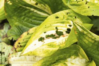 Hosta leaves damaged by Slugs, plant diseases, plant pathology