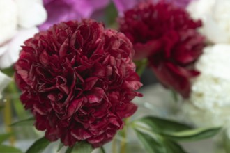 Beautiful red, burgundy peony Pettycoat parade flower. Closeup. Blurred background, selective focus