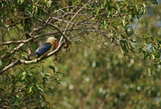 Cranesbill kingfisher (Pelargopsis capensis), Borneo, Indonesia