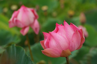 Lotus flower (Nelumbo nucifera), Bali, Indonesia