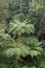 Tree fern Indonesia