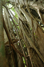 Strangler fig (Ficus), fig, Indonesia