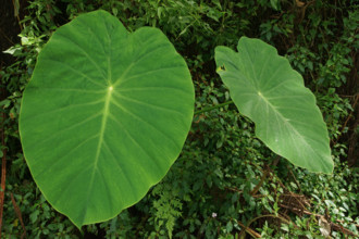 Taro (Colocasia esculenta), Bali, Indonesia