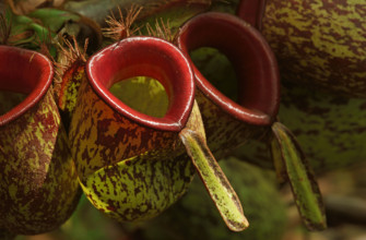 Pitcher plant, Borneo, Indonesia
