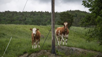 Zwei Kühe stehen neugierig auf einer Weide neben einem Strommast, bei Dovre, Gudbrandsdalen oder