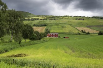 Bauernhof inmitten von Felder, üppiges Budsjord, Dovre, Gudbrandsdalen oder Gudbrandstal, Norwegen