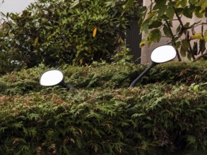 Two rear-view mirrors of a motorbike sticking out of a dense green hedge, Düsseldorf, Germany
