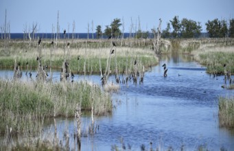 Kormorane, (Phalacrocorax carbo) in den Wasserläufen und Salzwiesen auf dem Darß, nahe der Ostsee,