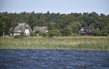 Häuser mit Reetdach am Borner Bodden auf dem Darß, Mecklenburg-Vorpommern, Deutschland