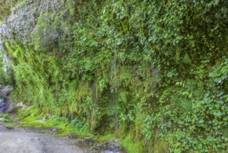 Rinnende Mauer am Steyr Fluss, Molln, Oberösterreich, Österreich