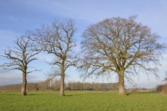 Drei kahle Laubbäume, Eiche (Quercus) auf einer Wiese, links ein stehendes Totholz, blauer