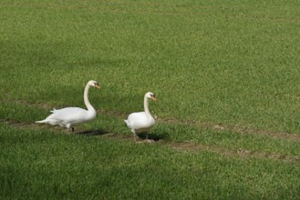 Höckerschwan (Cygnus olor), Schwäne auf einem grünen Getreidefeld, Nordrhein-Westfalen, Deutschland