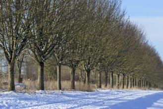 Winterlandschaft, Bäume an einem schneebedeckten Feldweg, blauer Wolkenhimmel, Nordrhein-Westfalen,