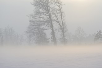 Winterlandschaft im Licht der Morgensonne, aufsteigender Bodennebel über einem Feld,