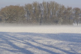 Winterlandschaft, Bodennebel steigt vor schneebedeckten Bäumen auf, Nordrhein-Westfalen,