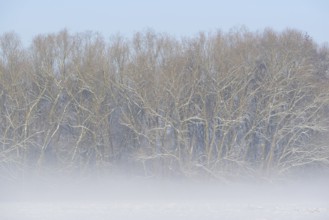 Winterlandschaft, Bodennebel steigt vor schneebedeckten Bäumen auf, blauer Himmel,
