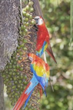 Scarlet Macaws (Ara macao) perching on a tree, Corcovado National Park, Osa Peninsula, Costa Rica