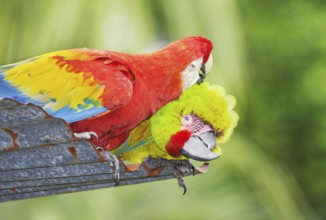 Military macaw (Ara militaris) and Scarlet Macaw (Ara macao) showing affection, Costa Rica, Central