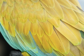 Military macaw (Ara militaris) feathers, close-up, Costa Rica, Central America