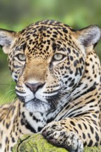 Close-up of a Jaguar (Panthera onca), Costa Rica, Central America