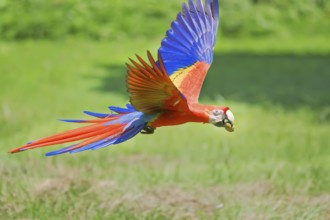 Scarlet Macaw (Ara macao) in flight, Corcovado National Park, Osa Peninsula, Costa Rica
