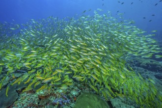 Unterwasserfoto von großer Schwarm von Gemeiner Gewöhnlicher Schnapper (Lutjanus lutjanus),