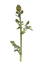 Kleiner Wiesenknopf Pimpernell (Sanguisorba minor), Pimpinelle, Blüte, Deutschland