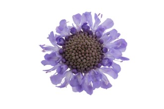 Tauben-Skabiose (Scabiosa columbaria), Blüte, Deutschland