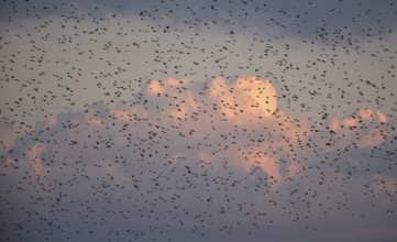 Stare, (Sturnus vulgaris), fliegen bei Sonnenaufgang auf dem Darß, Mecklenburg-Vorpommern,