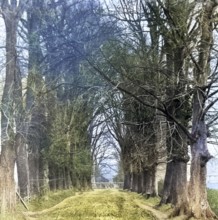 Colourised magic lantern slide of trees in Jetty Lane also called the Avenue, Woodbridge, Suffolk,