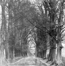 Magic lantern slide of trees in Jetty Lane also called the Avenue, Woodbridge, Suffolk, England, UK