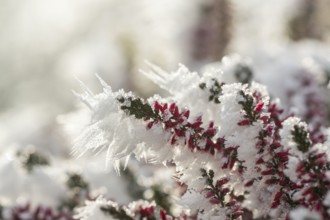 Ice crystals from roarfrost on a winter-flowering heather (Erica carnea) branch at sunshine in