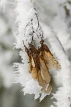 Ice crystals from roarfrost on Amur maple (Acer tataricum subsp. ginnala) seeds at sunshine in