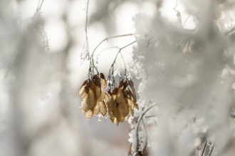 Ice crystals from roarfrost on Amur maple (Acer tataricum subsp. ginnala) seeds at sunshine in