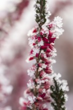 Ice crystals from roarfrost on a winter-flowering heather (Erica carnea) branch at sunshine in