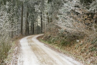 Forest road going through a mixed forest white from roarfrost on a sunny day in winter, Bavaria,
