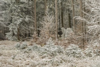 Mixed forest with norway spruce (Picea abies) and European beech (Fagus sylvatica) white from