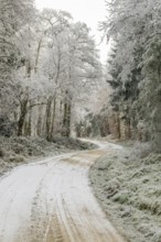 Forest road going through a mixed forest white from roarfrost on a sunny day in winter, Bavaria,