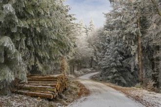 Piled up felled tree trunks beside a forest road going through a mixed forest white from roarfrost