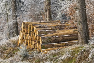 Piled up felled tree trunks in a forest white from roarfrost on a sunny day in winter, Bavaria,