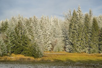 Meadow in a valley surrounded by a mixed forest with norway spruce (Picea abies) and European beech