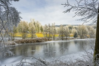 A frozen pont in a valley surrounded by a mixed forest with norway spruce (Picea abies) and