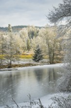 A frozen pont in a valley surrounded by a mixed forest with norway spruce (Picea abies) and