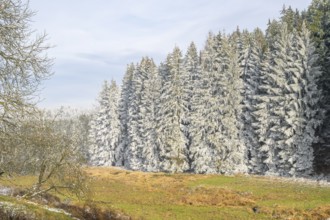 Meadow in a valley surrounded by a mixed forest with norway spruce (Picea abies) and European beech