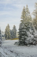 Meadow in a valley surrounded by a mixed forest with norway spruce (Picea abies) and European beech