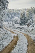 Forest road going through a beautiful landscape with forest, meadows and bushes, white from
