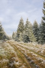 Walking trail going through a mixed forest white from roarfrost on a sunny day in winter, Bavaria,