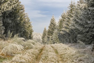 Walking trail going through a mixed forest white from roarfrost on a sunny day in winter, Bavaria,