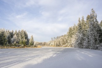 A frozen pont in a valley surrounded by a mixed forest with norway spruce (Picea abies) and