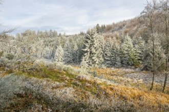 Valley with a small stream surrounded by a mixed forest with young norway spruce (Picea abies)